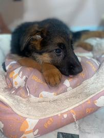 Cuccioli di pastore tedesco