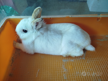 Coniglio nano bianco latte, splendido