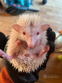 Cuccioli di riccio africano albino