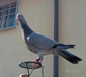Piccioni addestrati per caccia al colombaccio