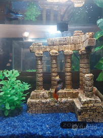 Acquario avviato con 4 pesci tipo guppy