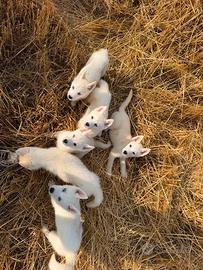 Siberian Husky con pedigree Enci