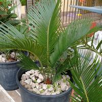 piante grandi e piccole ognuno ha il suo prezzo 