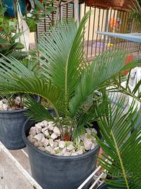 piante grandi e piccole ognuno ha il suo prezzo 