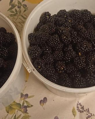 Piante More Navajo Summer Long