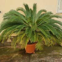 cicas grandi 40 euro