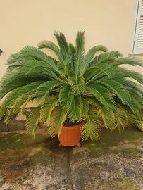 cicas grandi 40 euro