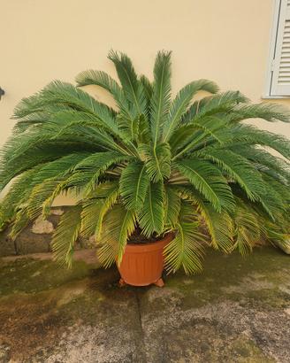cicas grandi 40 euro