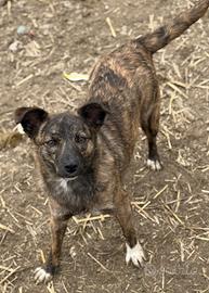 11 kg, cucciola tigrata, equilibrata e affettuosa