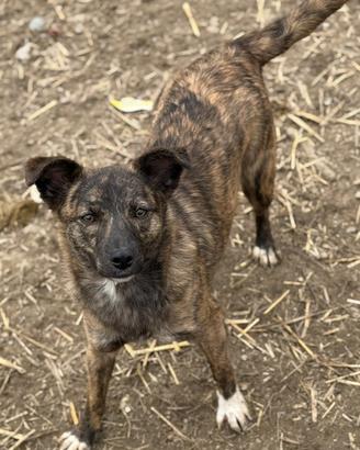 11 kg, cucciola tigrata, equilibrata e affettuosa