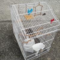 Gabbia voliera per uccelli 