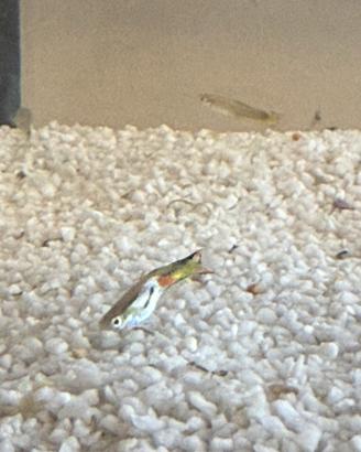 Guppy da esposizione - esemplare unico