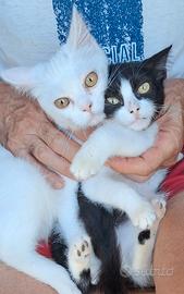 gattini Siberiano bianco e bianco nero 