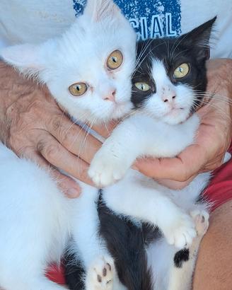 gattini Siberiano bianco e bianco nero 
