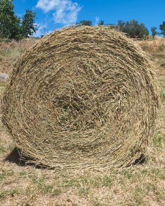 FIENO DI ERBA MEDICA
