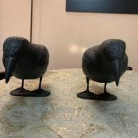 Simpatici corvi scaccia piccioni