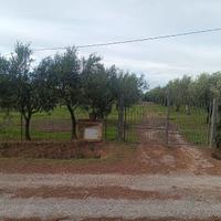 Terreno con oliveto e casa mobile vicino al mare