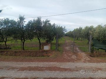 Terreno con oliveto e casa mobile vicino al mare