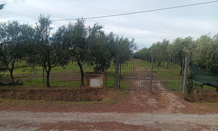 Terreno con oliveto e casa mobile vicino al mare