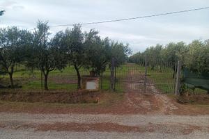 Terreno con oliveto e casa mobile vicino al mare