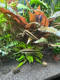 Pesci siamensis più lotto piante