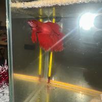 Betta