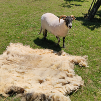 Pecore Tosino Tosatrice Tosatore