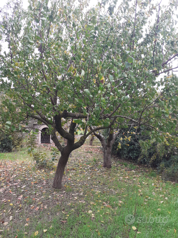 Terreno con alberi da frutta