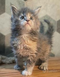 Cuccioli di Maine Coon linea russa