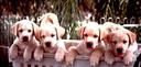 i-labrador-rubacuori-top-del-top-del-f-d-a