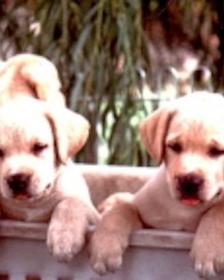 I Labrador "rubacuori" Top del Top del F.D.A
