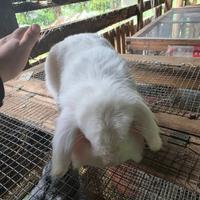 Coniglio nano ariete