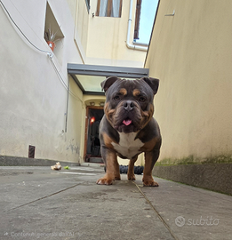 American bully pocket