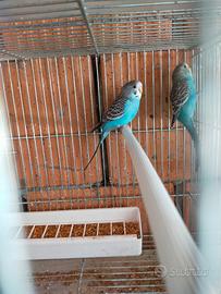 Due Cocorite Femmine