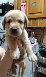 Cuccioli di labrador