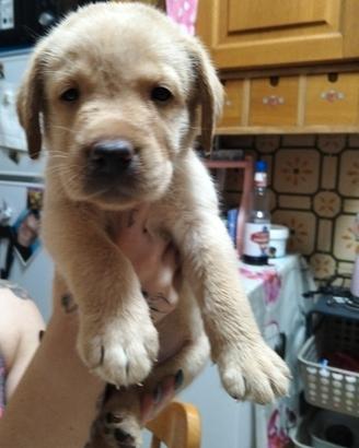 Cuccioli di labrador