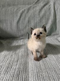 Micetti disponibili