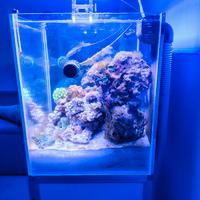 Rocciata viva acquario marino matura