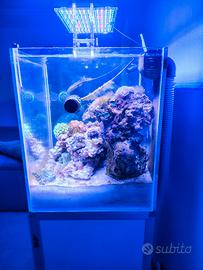 Rocciata viva acquario marino matura