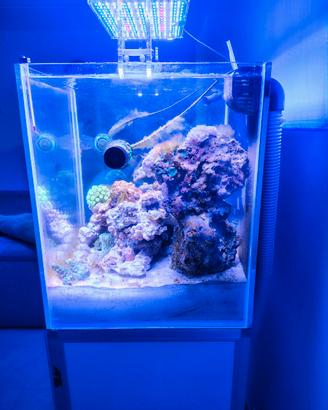 Rocciata viva acquario marino matura