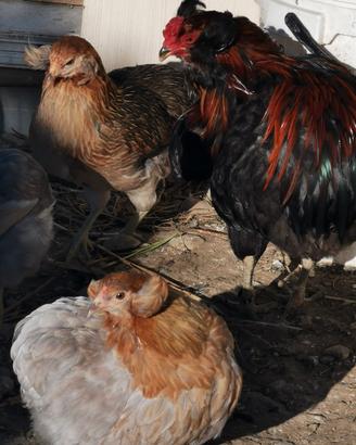 Araucana