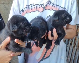 Cuccioli di cane corso