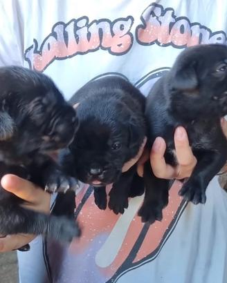 Cuccioli di cane corso