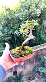 bonsai di lantana 