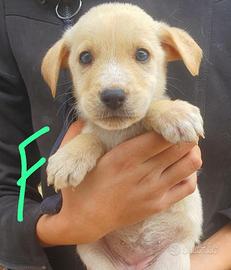 Cuccioli 6 mesi