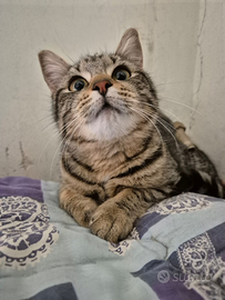 Magnifica gattina tigrata