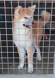 Akita 3 mesi fulva