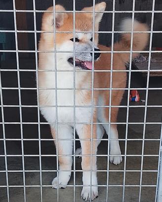 Akita 3 mesi fulva