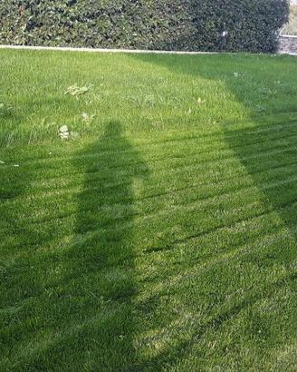 Terriccio ammendante per prato e giardino.