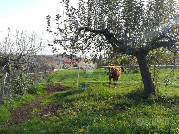 TER. AGRICOLO A MONTE COMPATRI